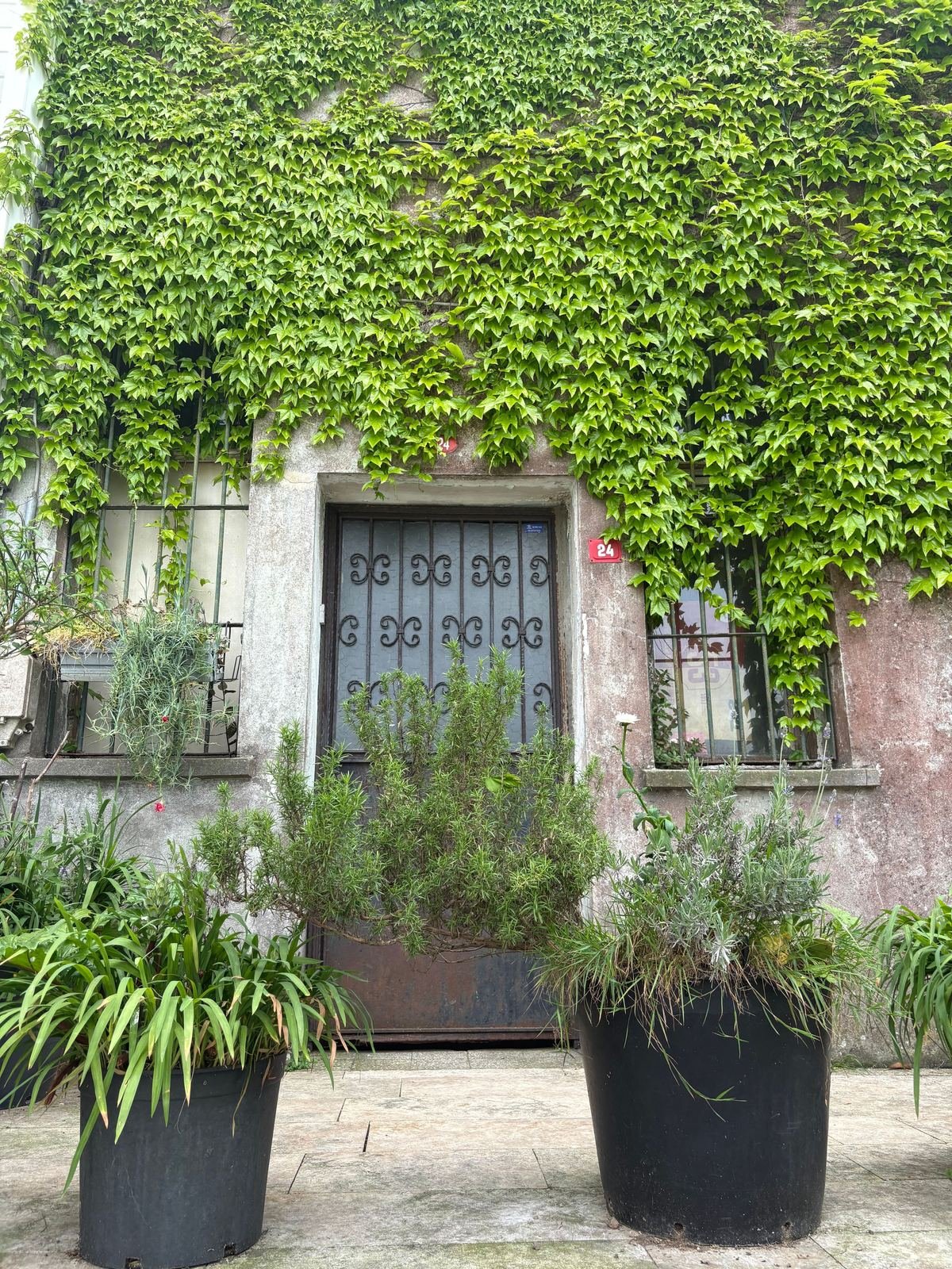 Façade entièrement couverte de lierre (Hedera helix)
