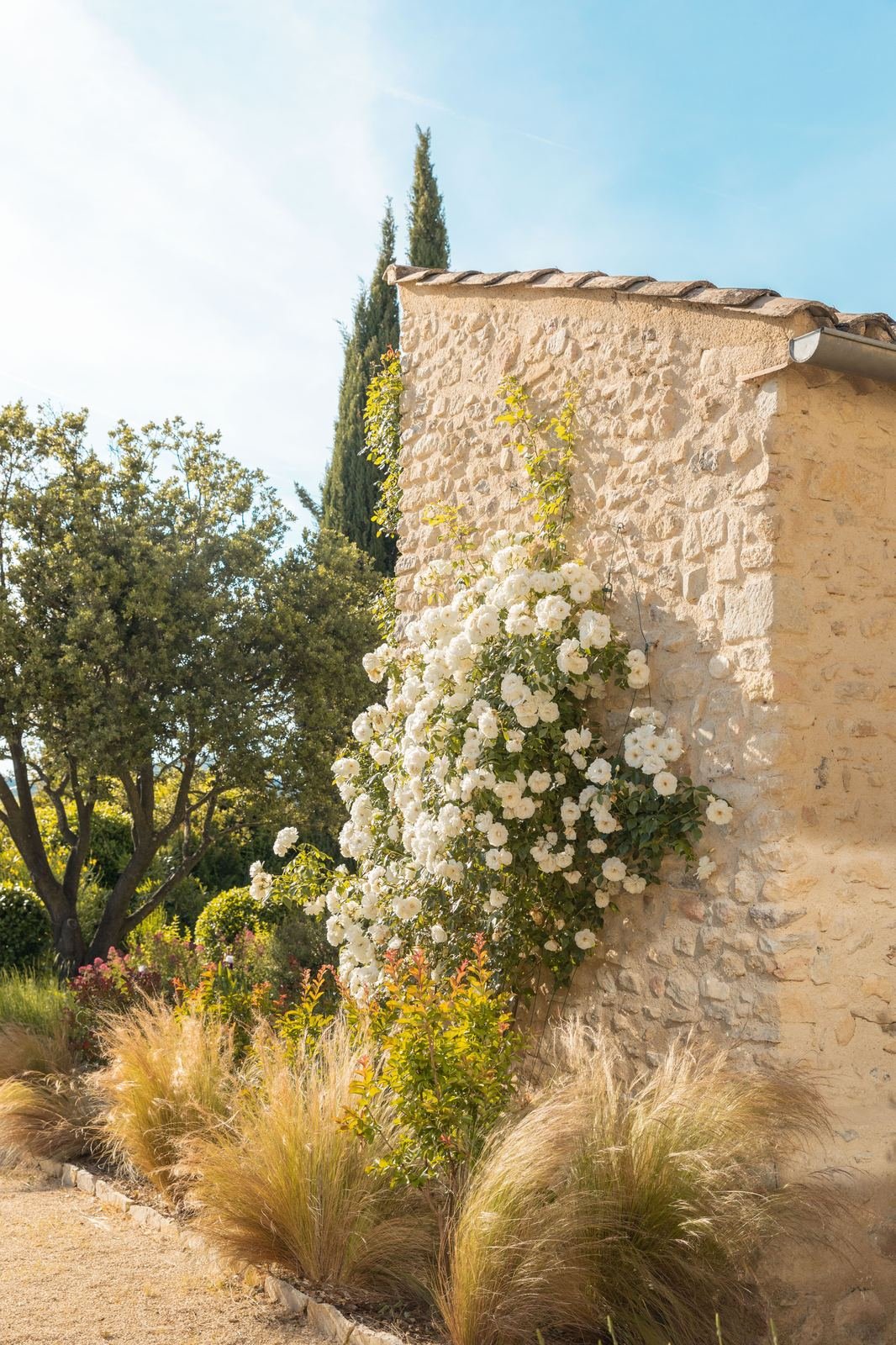 Rosier grimpant en fleurs contre un mur en pierre